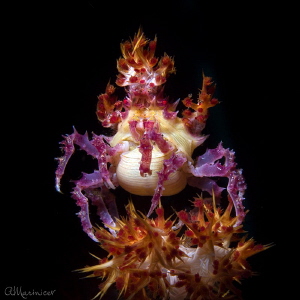 Candy Crab Hoplophrys Oatesi
Tulamben,Bali by Aleksandr Marinicev 